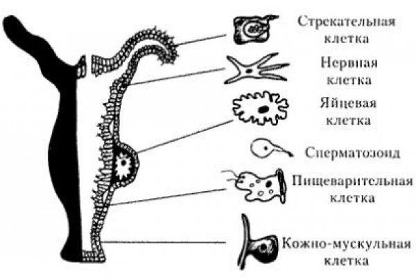 Ссылка на кракен kr2web in