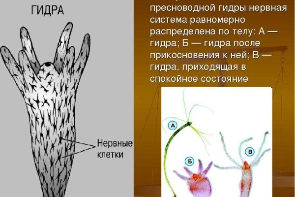 Ссылки на кракена и на мегу